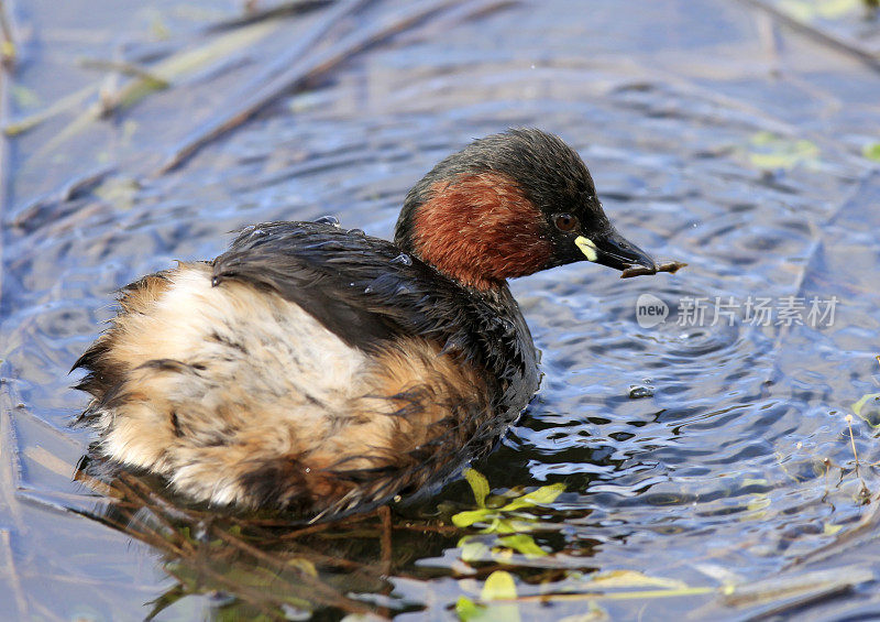 小Grebe (Tachybaptus ruficollis)